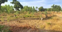 TERRAIN DE 8 000 M² – PROXIMITÉ PÉAGE DU CONTOURNEMENT DE KOUBRI – À 300 M DU GOUDRON