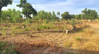 TERRAIN DE 8 000 M² – PROXIMITÉ PÉAGE DU CONTOURNEMENT DE KOUBRI – À 300 M DU GOUDRON