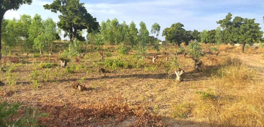 TERRAIN DE 8 000 M² – PROXIMITÉ PÉAGE DU CONTOURNEMENT DE KOUBRI – À 300 M DU GOUDRON