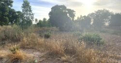 TERRAIN DE 8 000 M² – PROXIMITÉ PÉAGE DU CONTOURNEMENT DE KOUBRI – À 300 M DU GOUDRON