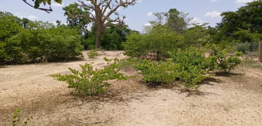 GRAND TERRAIN DE 22 HECTARES EN VENTE À KOUBRI – TANVI NAKAMTENGA