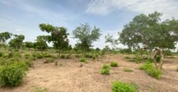 UN GRAND TERRAIN DE 1,46 HECTARE EN VENTE À SAABA