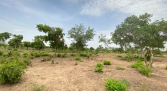UN GRAND TERRAIN DE 1,46 HECTARE EN VENTE À SAABA