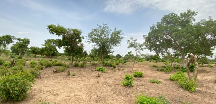 UN GRAND TERRAIN DE 1,46 HECTARE EN VENTE À SAABA