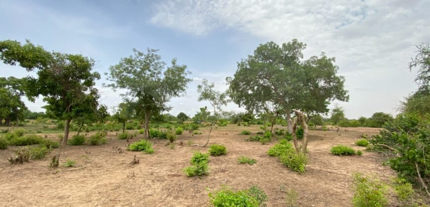 UN GRAND TERRAIN DE 1,46 HECTARE EN VENTE À SAABA