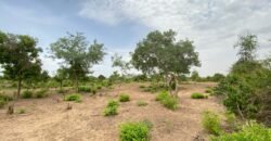 UN GRAND TERRAIN DE 1,46 HECTARE EN VENTE À SAABA