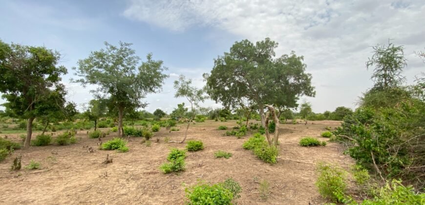 UN GRAND TERRAIN DE 1,46 HECTARE EN VENTE À SAABA