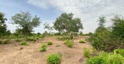 UN GRAND TERRAIN DE 1,46 HECTARE EN VENTE À SAABA