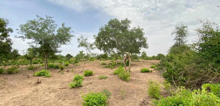 UN GRAND TERRAIN DE 1,46 HECTARE EN VENTE À SAABA