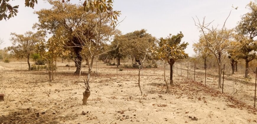 UN TERRAIN D&rsquo;UNE SUPERFICIE D&rsquo;UN HECTARE M² EN VENTE A PABRE