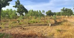À VENDRE : TERRAIN DE 8 000 M² À PROXIMITÉ DU PÉAGE DE KOUBRI