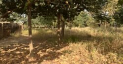 OPPORTUNITÉ FONCIÈRE À TENGANDOGO : 1 HECTARE À SAISIR