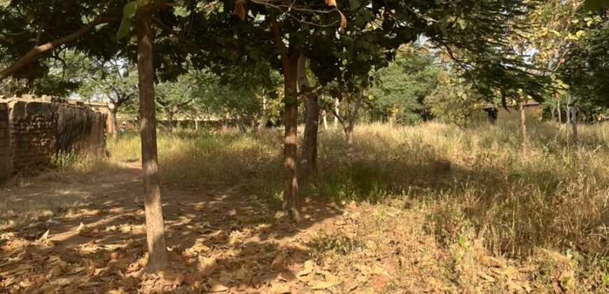 OPPORTUNITÉ FONCIÈRE À TENGANDOGO : 1 HECTARE À SAISIR