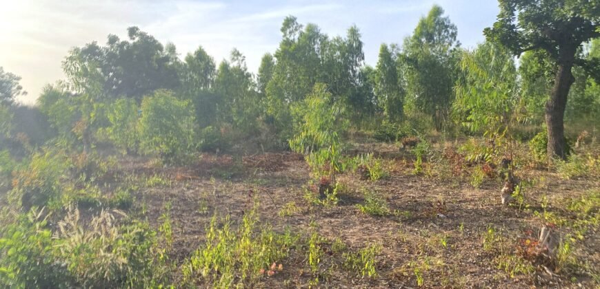 À VENDRE : TERRAIN DE 8 000 M² À PROXIMITÉ DU PÉAGE DE KOUBRI