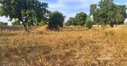 À VENDRE : TERRAIN DE 8 000 M² À PROXIMITÉ DU PÉAGE DE KOUBRI