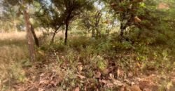 OPPORTUNITÉ FONCIÈRE À TENGANDOGO : 1 HECTARE À SAISIR