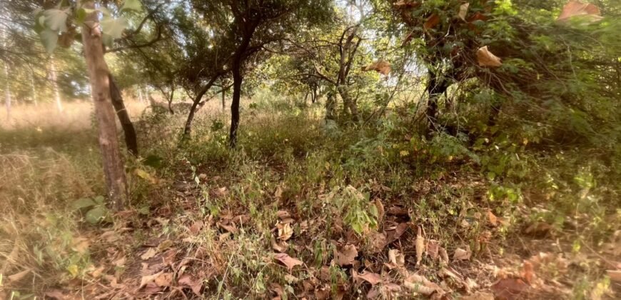 OPPORTUNITÉ FONCIÈRE À TENGANDOGO : 1 HECTARE À SAISIR