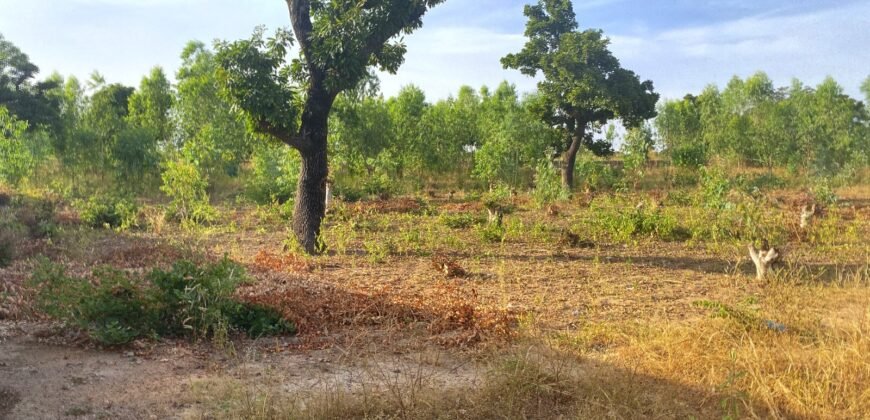 À VENDRE : TERRAIN DE 8 000 M² À PROXIMITÉ DU PÉAGE DE KOUBRI